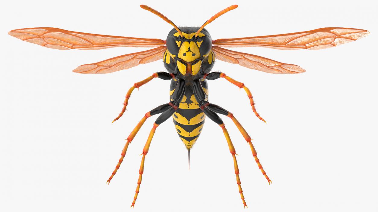 3D model Wasp Fur Rigged