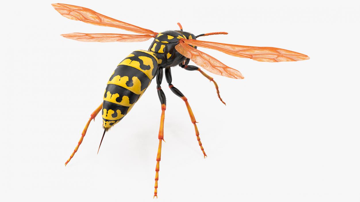 3D model Wasp Fur Rigged