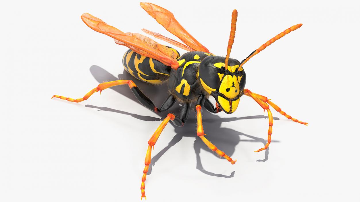 3D model Wasp Fur Rigged