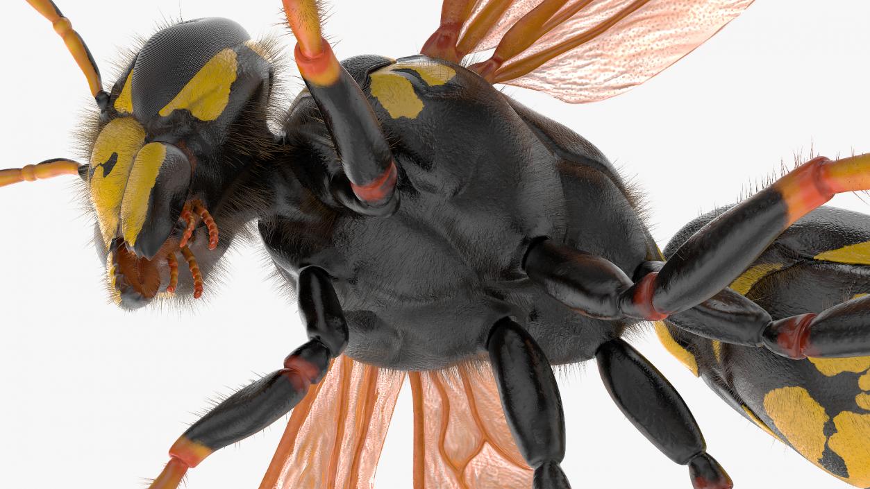 3D model Wasp Fur Rigged