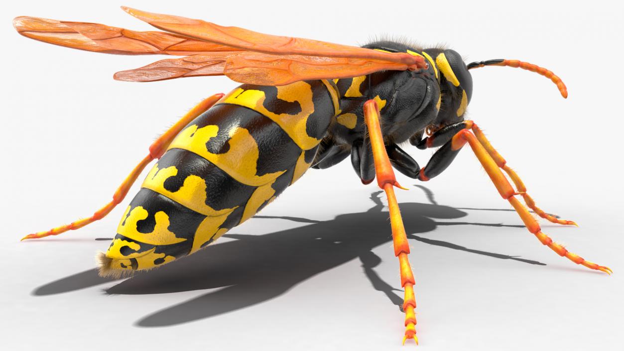 3D model Wasp Fur Rigged