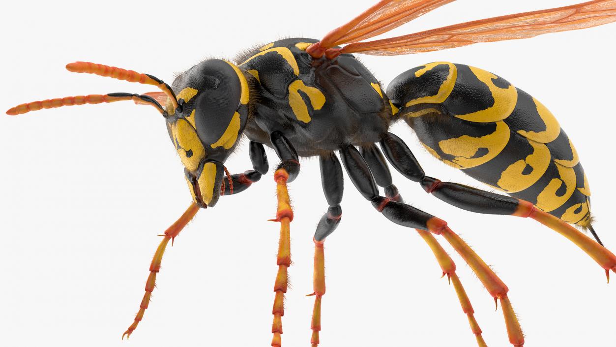 3D model Wasp Fur Rigged