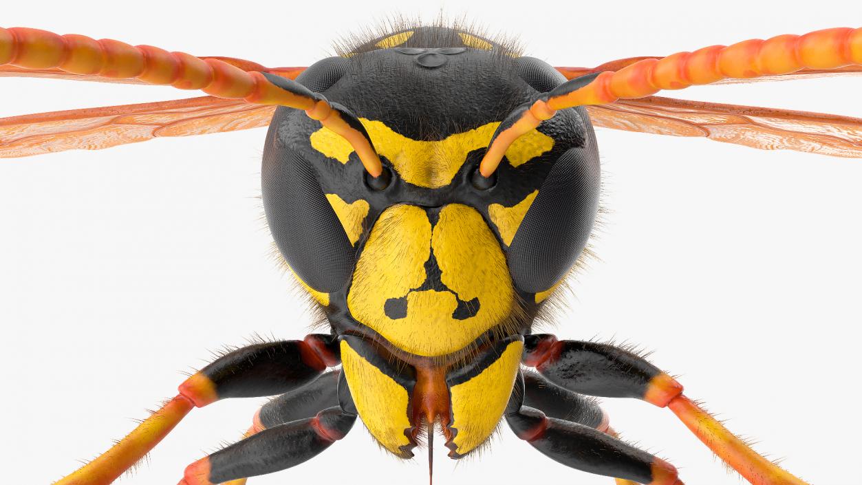 3D model Wasp Fur Rigged