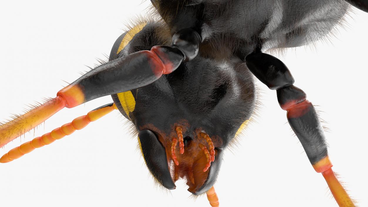 3D model Wasp Fur Rigged