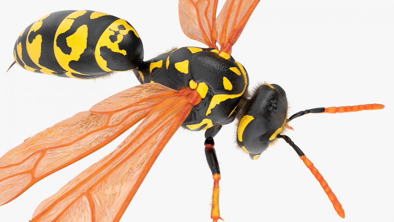 3D model Wasp Fur Rigged