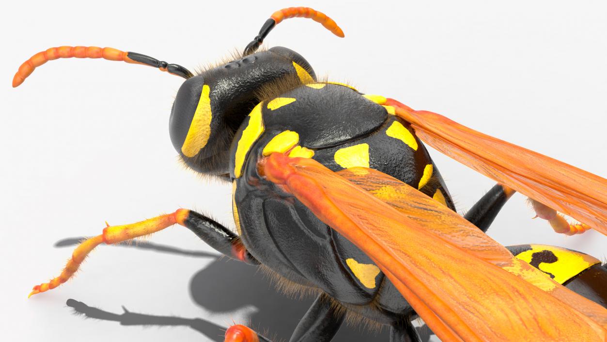 3D model Wasp Fur Rigged