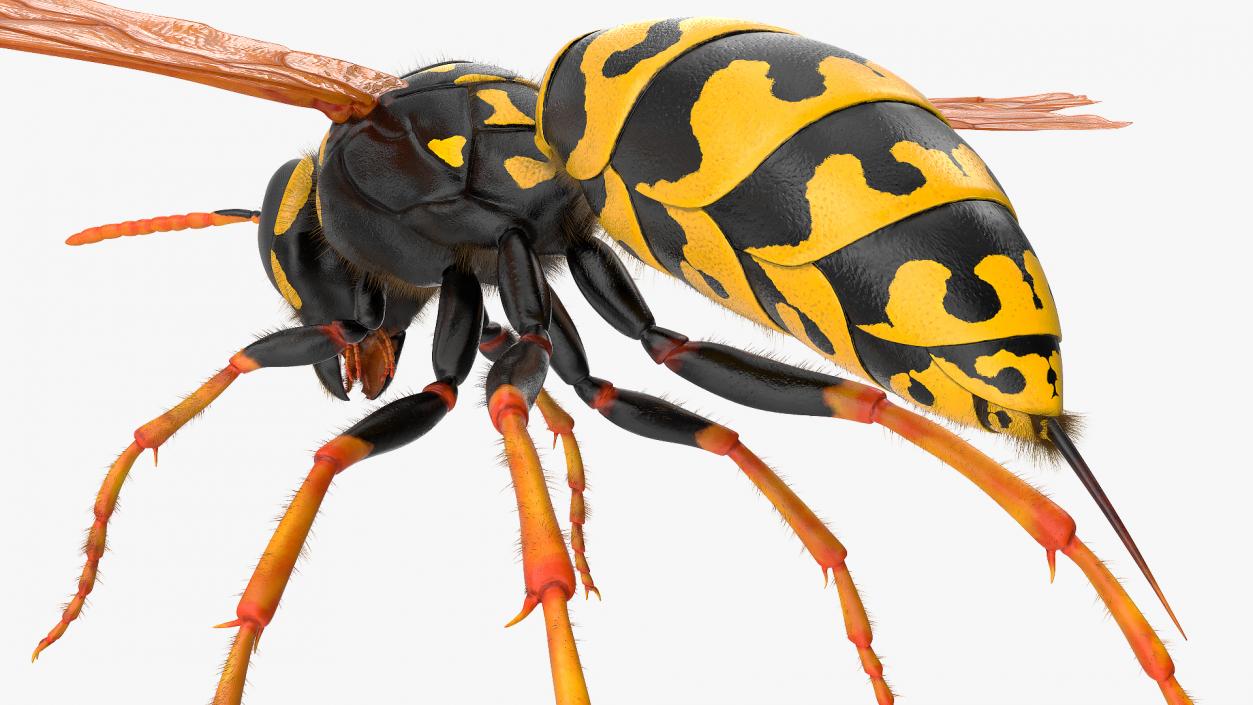 3D model Wasp Fur Rigged