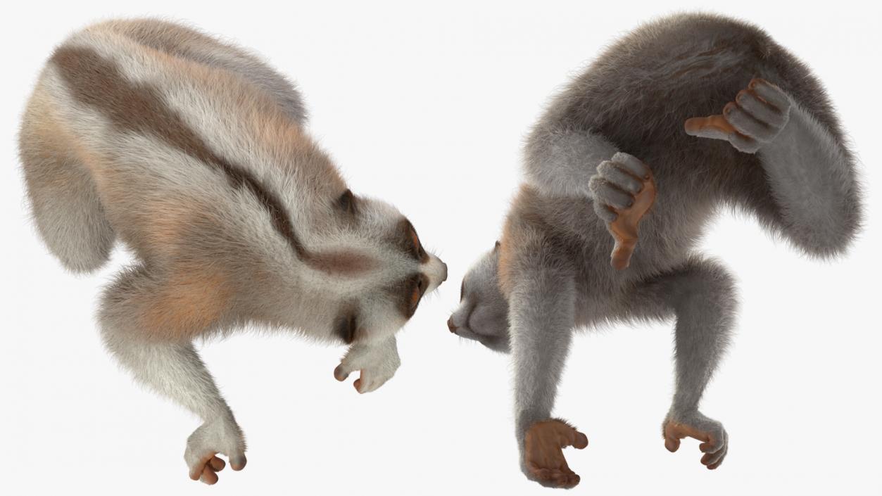 Javan Slow Loris Fur Rigged 3D