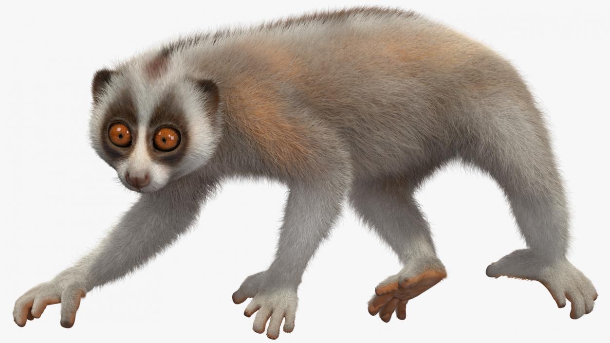 Javan Slow Loris Fur Rigged 3D