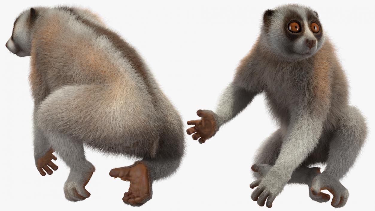 Javan Slow Loris Fur Rigged 3D