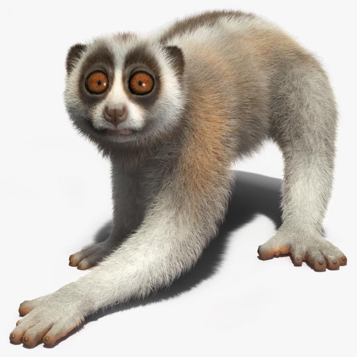 Javan Slow Loris Fur Rigged 3D