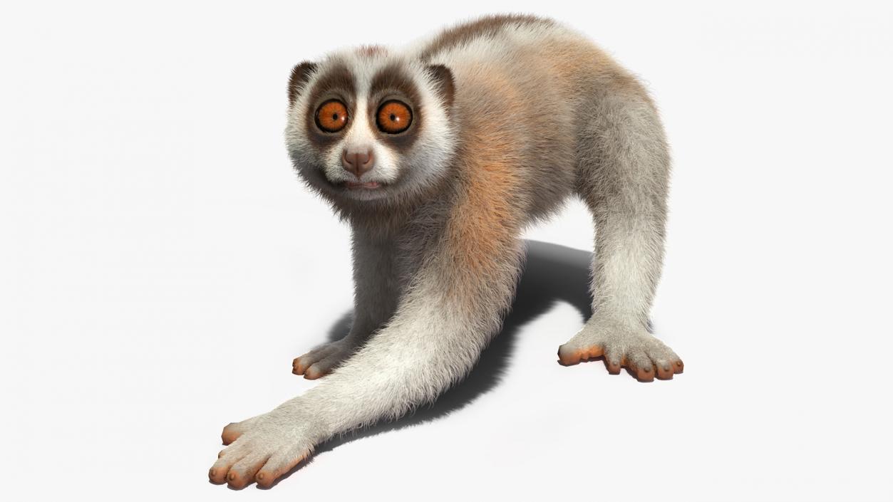 Javan Slow Loris Fur Rigged 3D