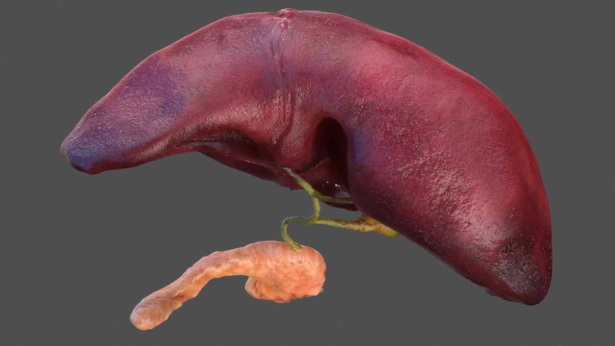 3D Human Liver Pancreas and Gallbladder