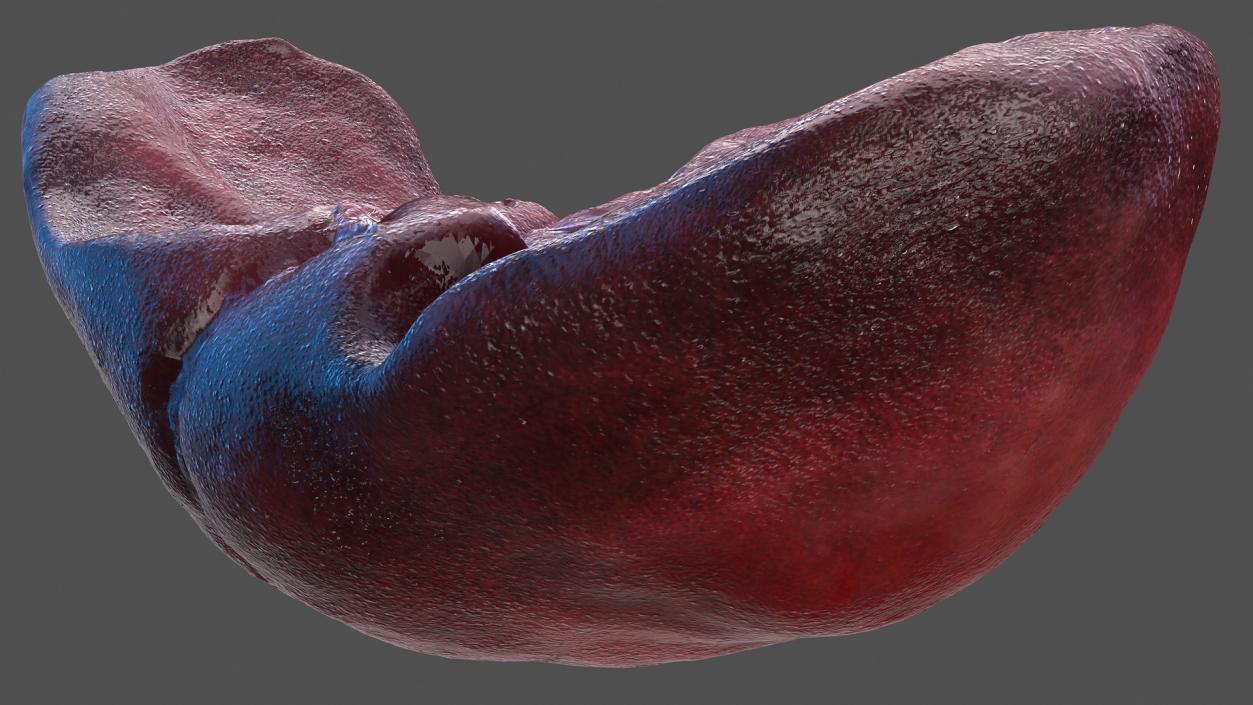 3D Human Liver Pancreas and Gallbladder