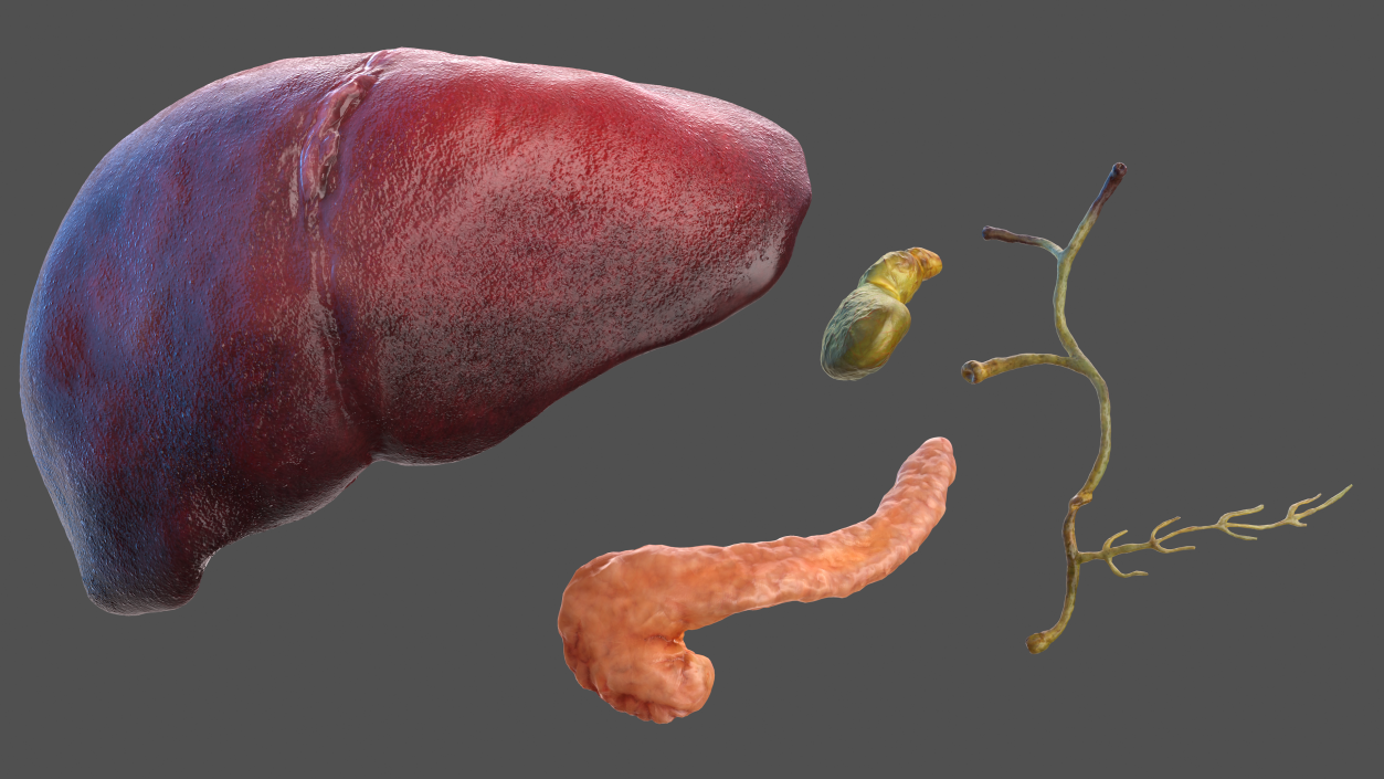 3D Human Liver Pancreas and Gallbladder