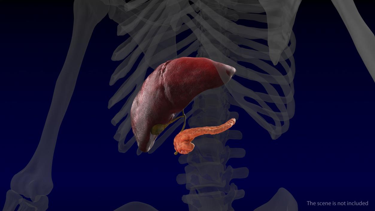 3D Human Liver Pancreas and Gallbladder