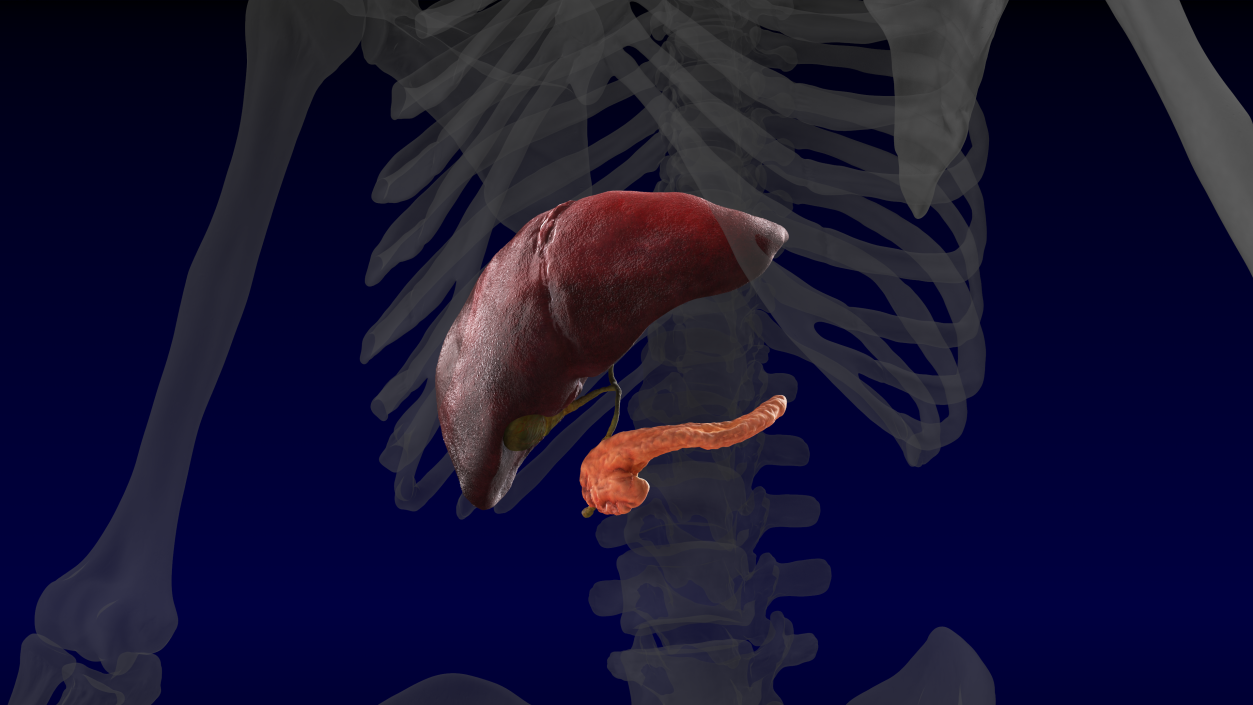 3D Human Liver Pancreas and Gallbladder