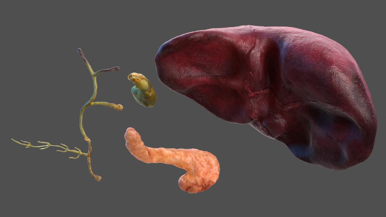 3D Human Liver Pancreas and Gallbladder