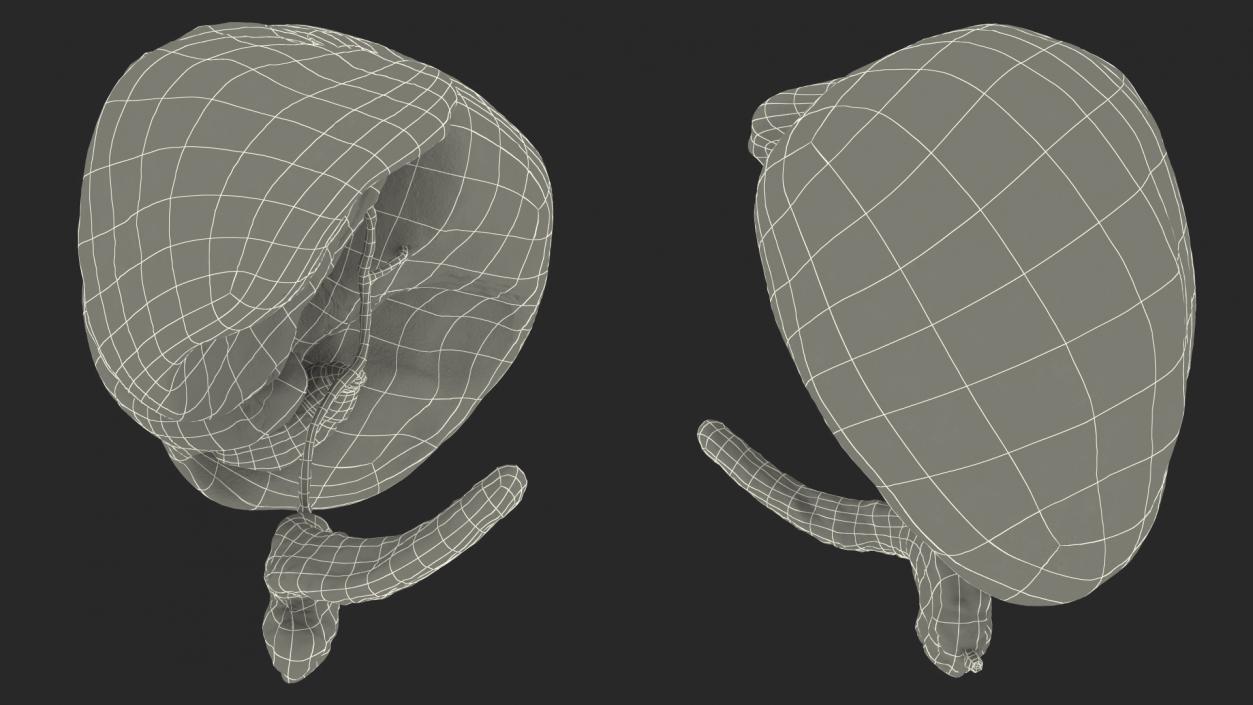 3D Human Liver Pancreas and Gallbladder