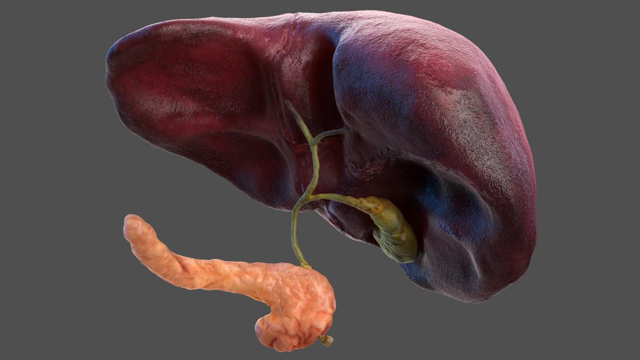 3D Human Liver Pancreas and Gallbladder