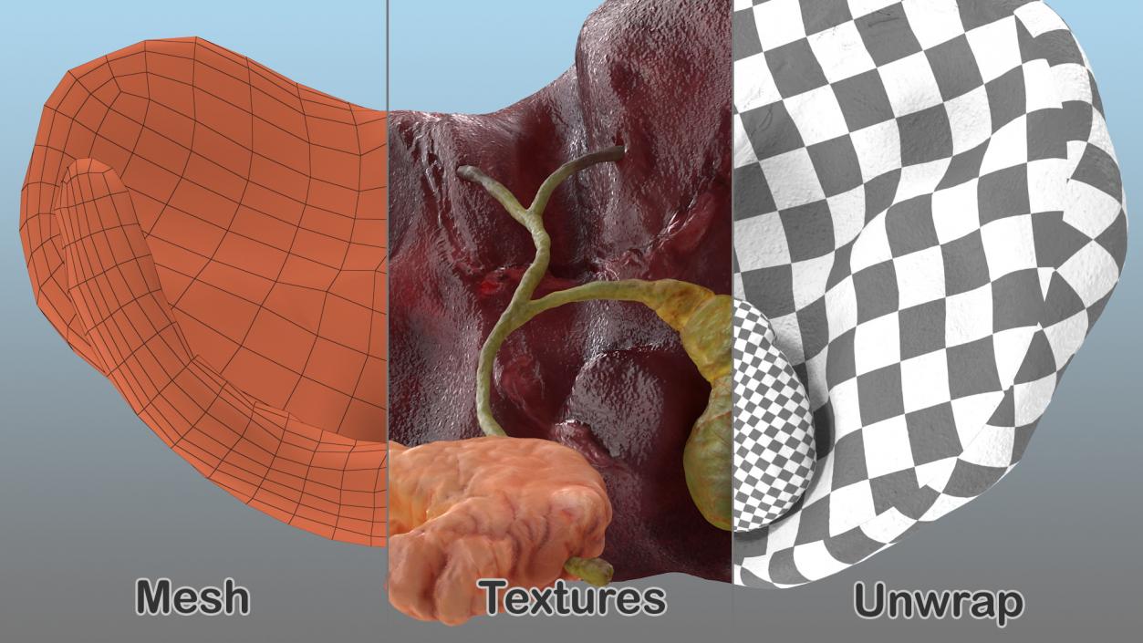 3D Human Liver Pancreas and Gallbladder