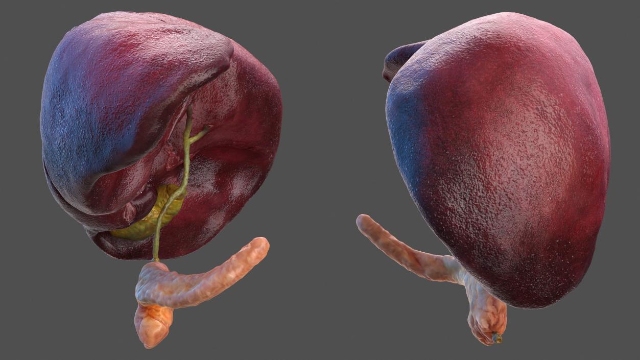 3D Human Liver Pancreas and Gallbladder