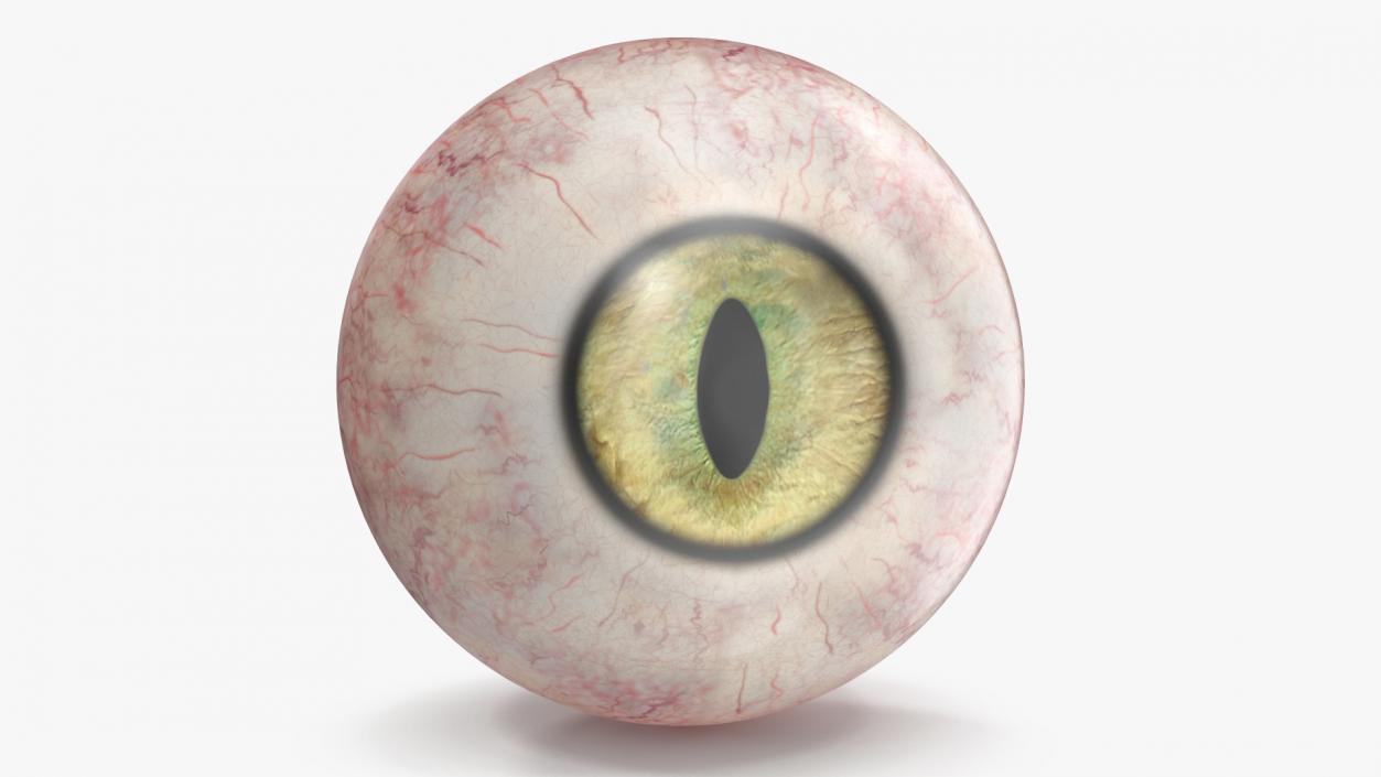 3D model Realistic Animal Eyes Set