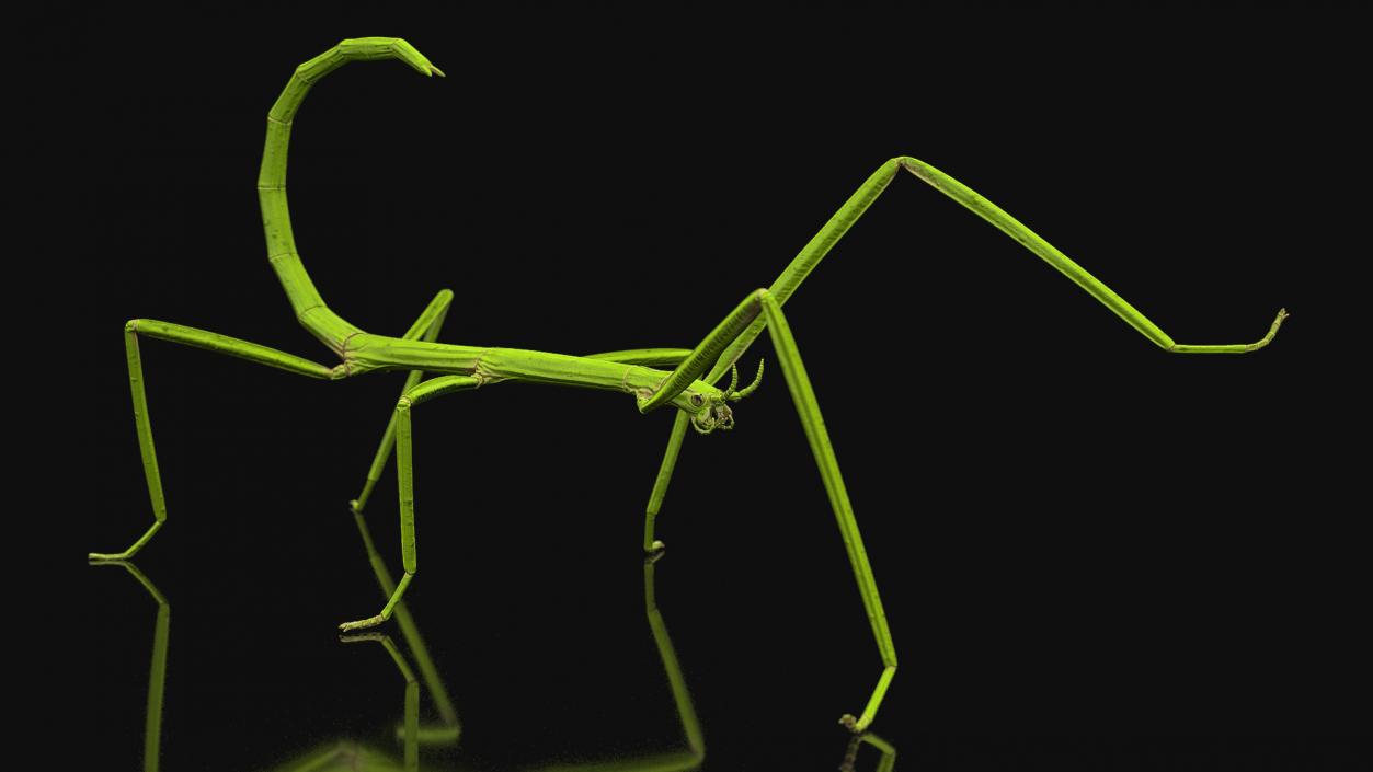 3D model Stick Insect Green Rigged