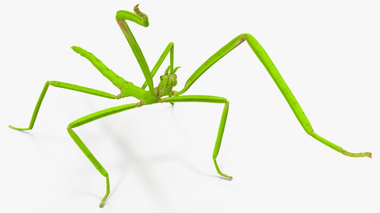 3D model Stick Insect Green Rigged