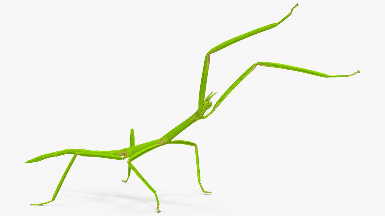 3D model Stick Insect Green Rigged