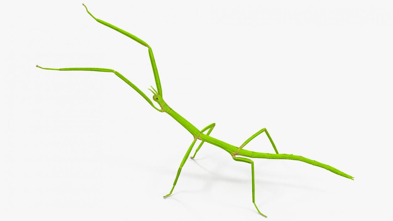 3D model Stick Insect Green Rigged