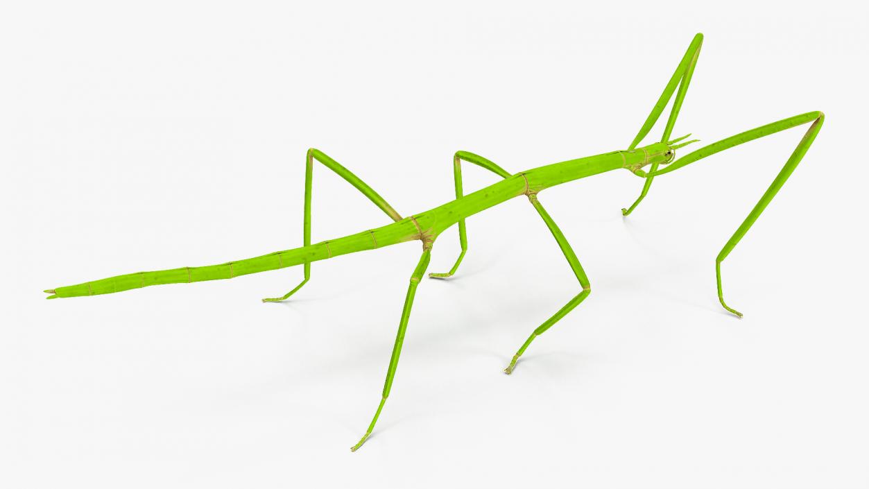 3D model Stick Insect Green Rigged