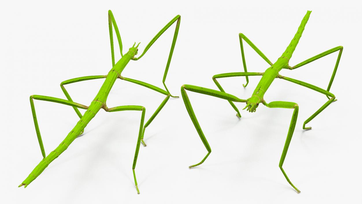 3D model Stick Insect Green Rigged