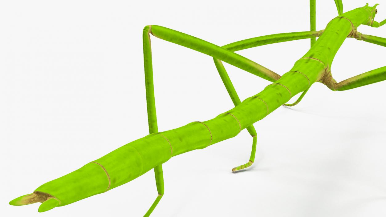 3D model Stick Insect Green Rigged