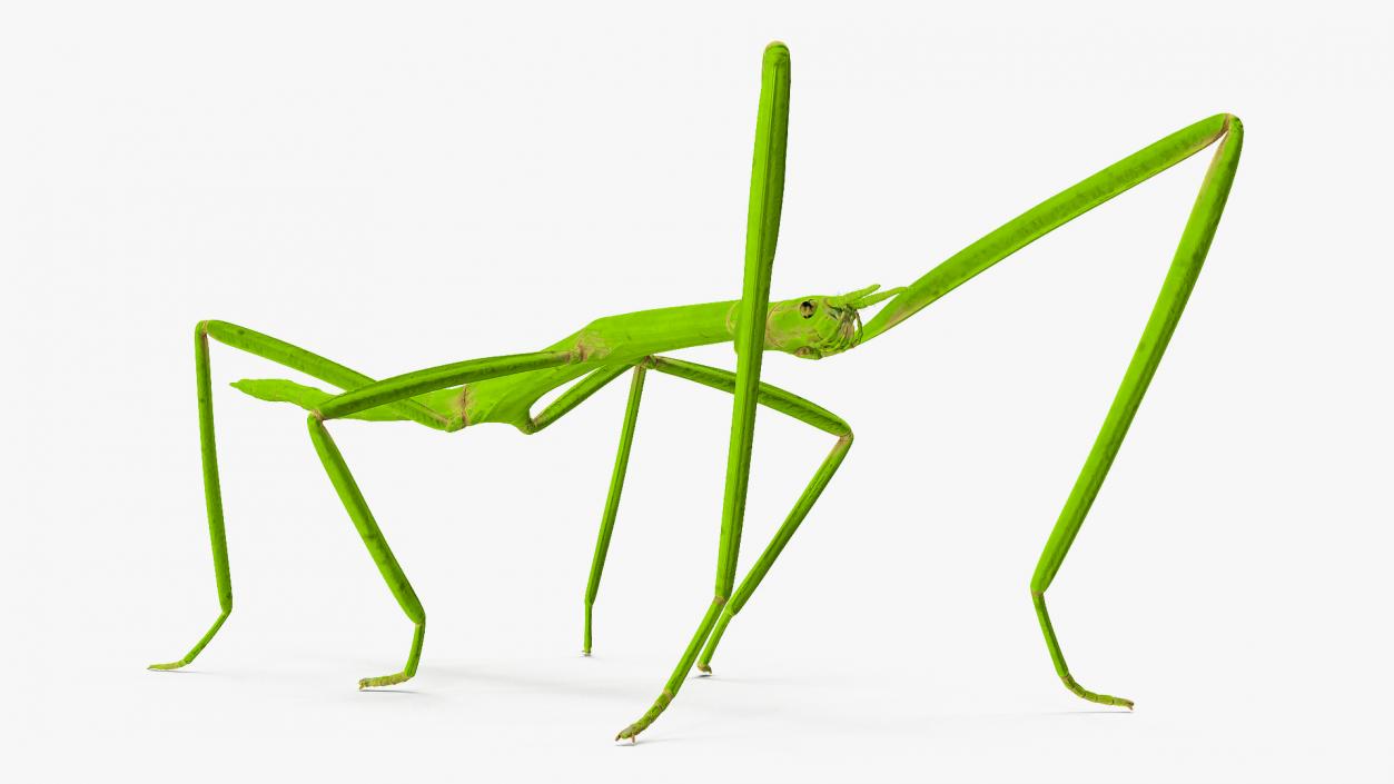 3D model Stick Insect Green Rigged