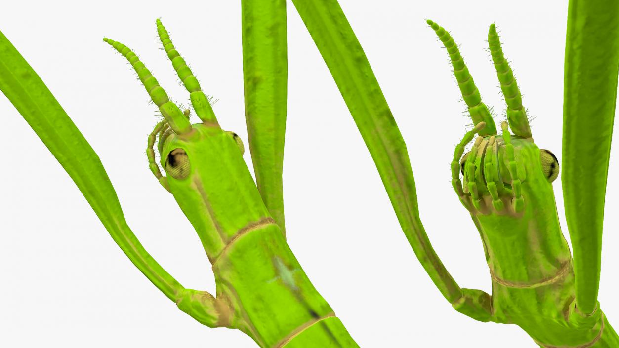 3D model Stick Insect Green Rigged