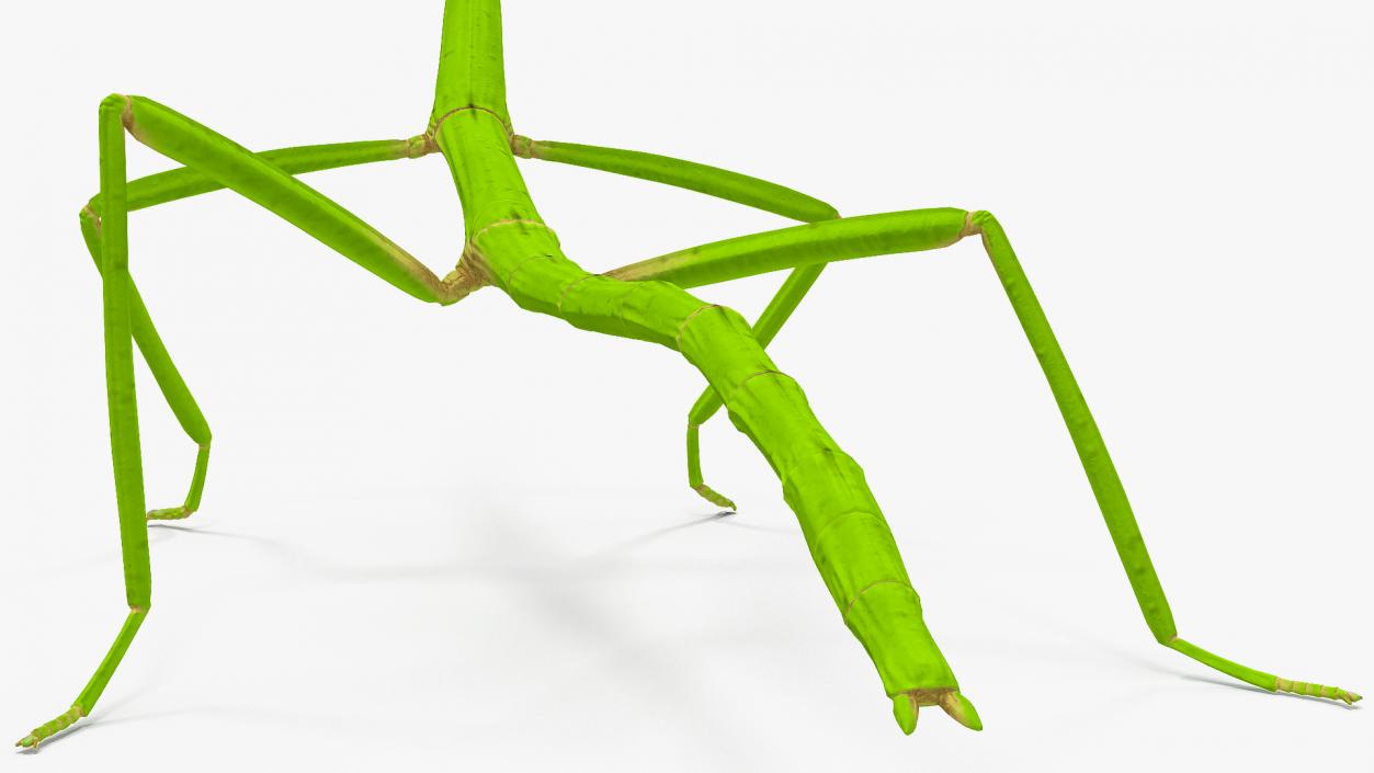 3D model Stick Insect Green Rigged