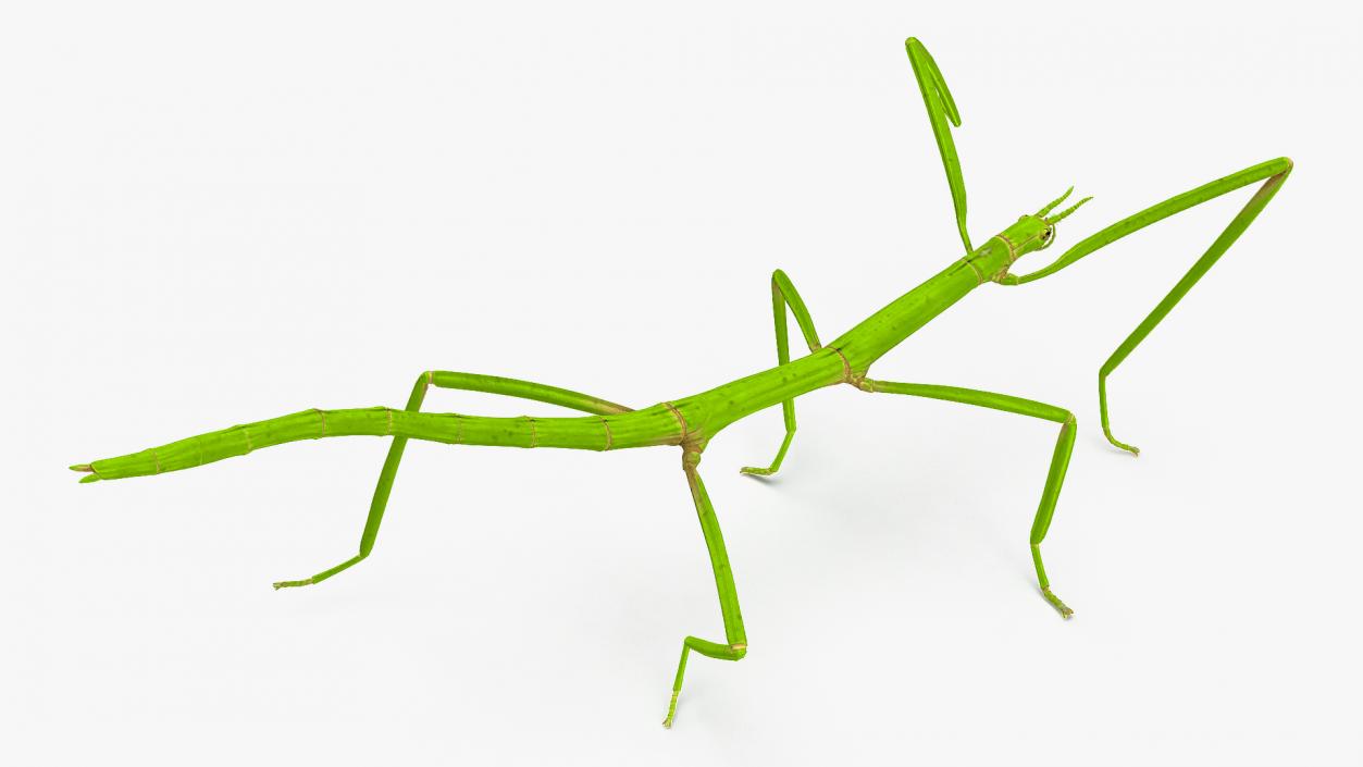 3D model Stick Insect Green Rigged