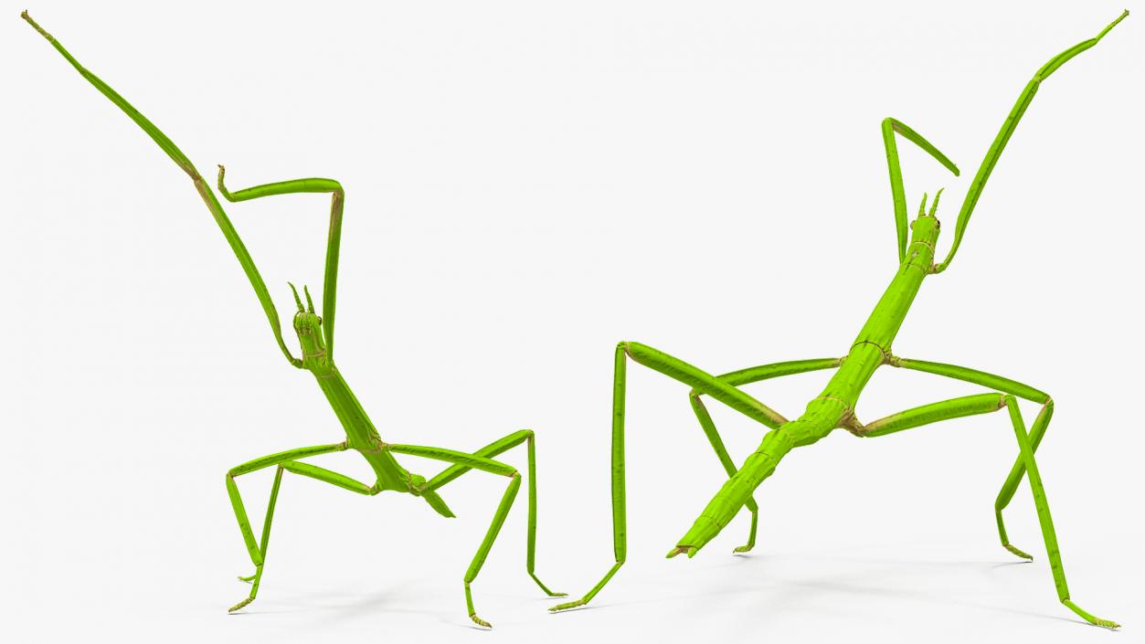 3D model Stick Insect Green Rigged