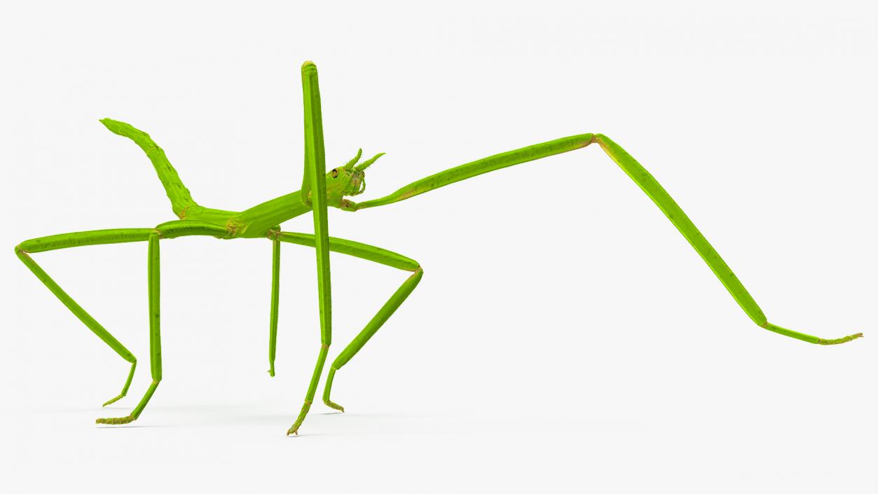 3D model Stick Insect Green Rigged