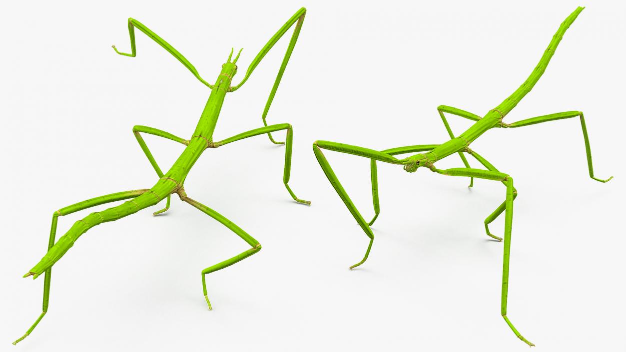 3D model Stick Insect Green Rigged