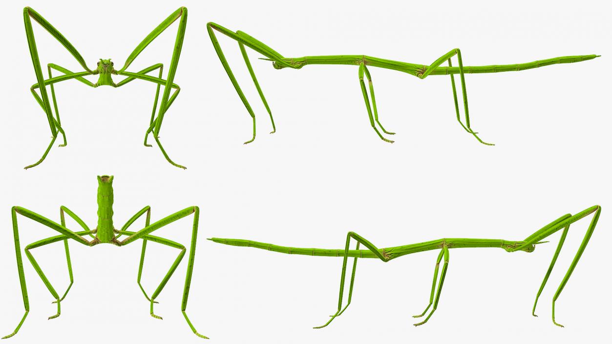 3D model Stick Insect Green Rigged