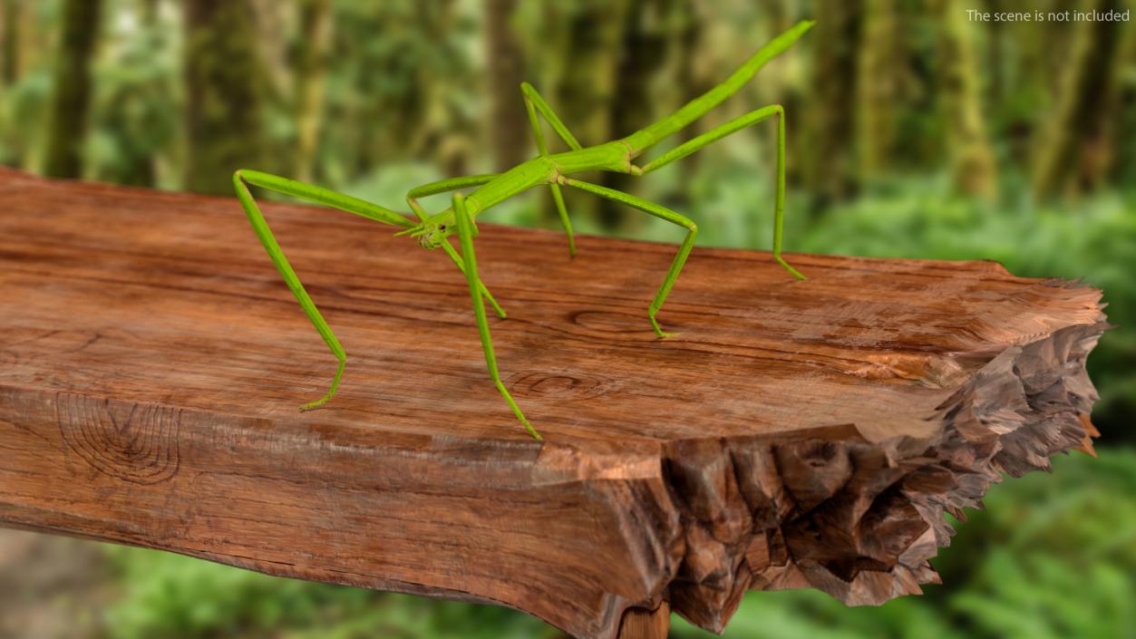 3D model Stick Insect Green Rigged