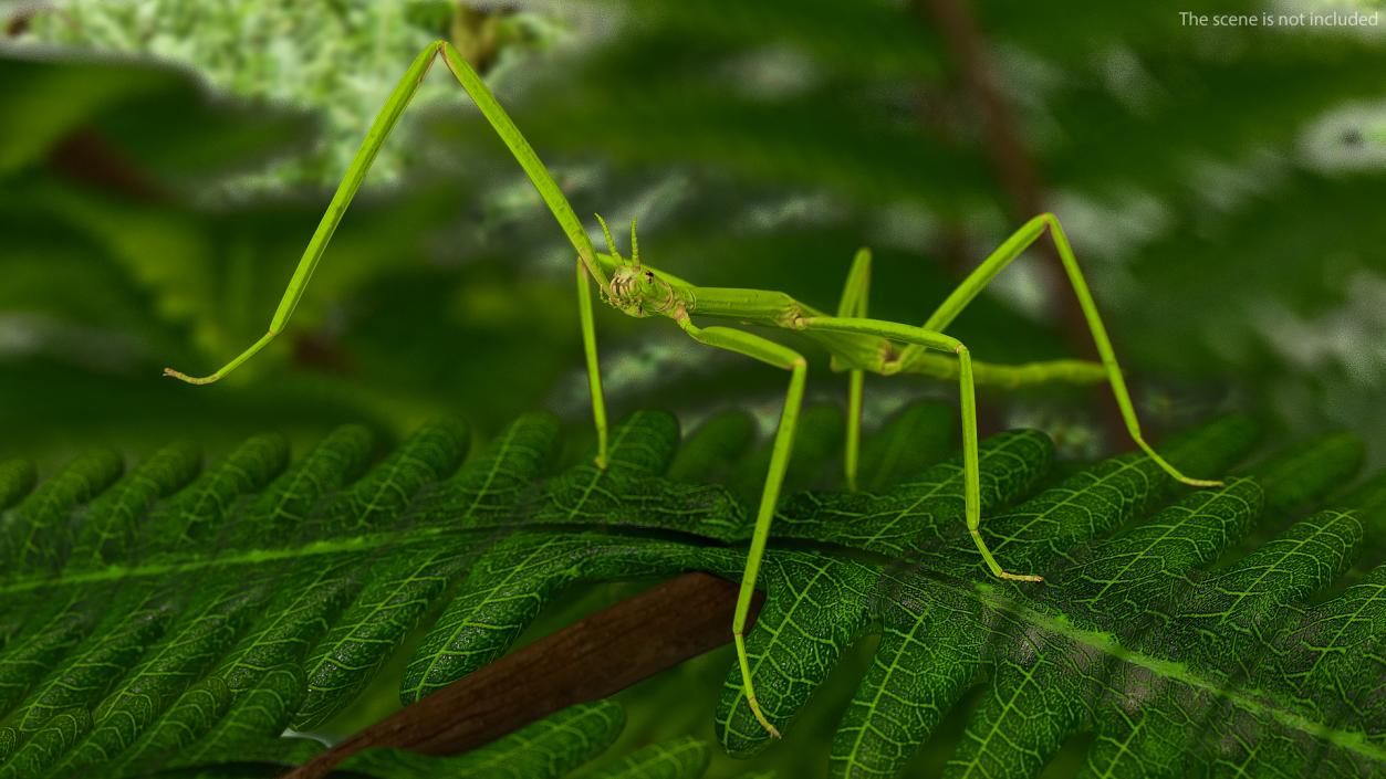 3D model Stick Insect Green Rigged