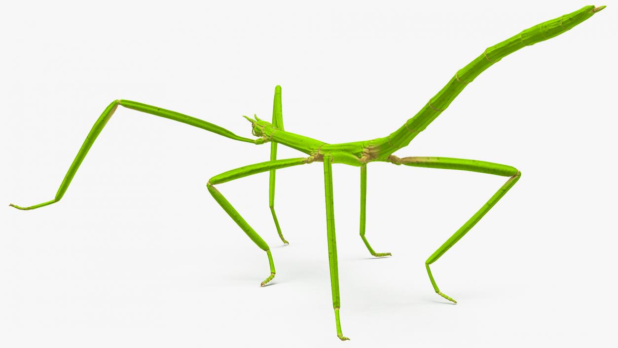 3D model Stick Insect Green Rigged