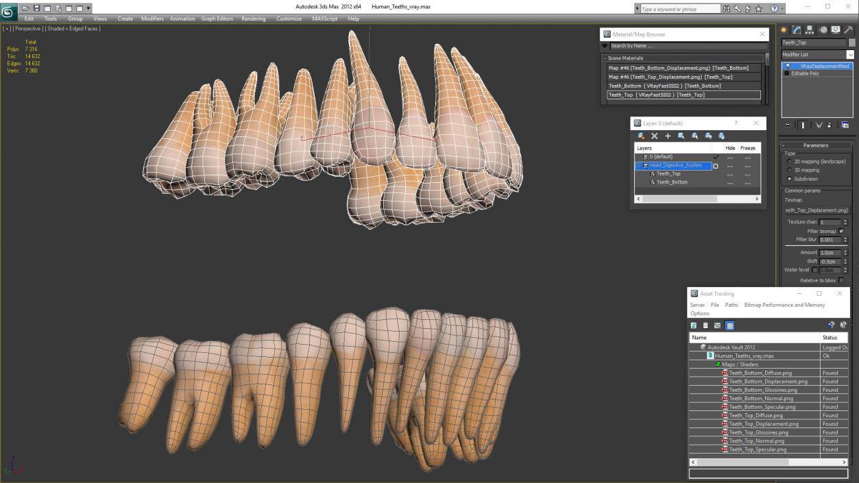 Human Teeths 3D