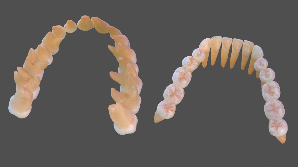 Human Teeths 3D