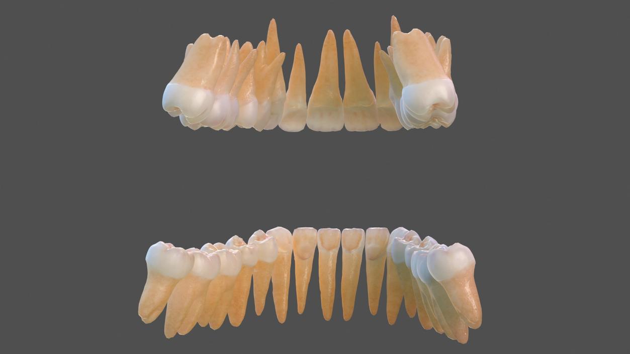 Human Teeths 3D