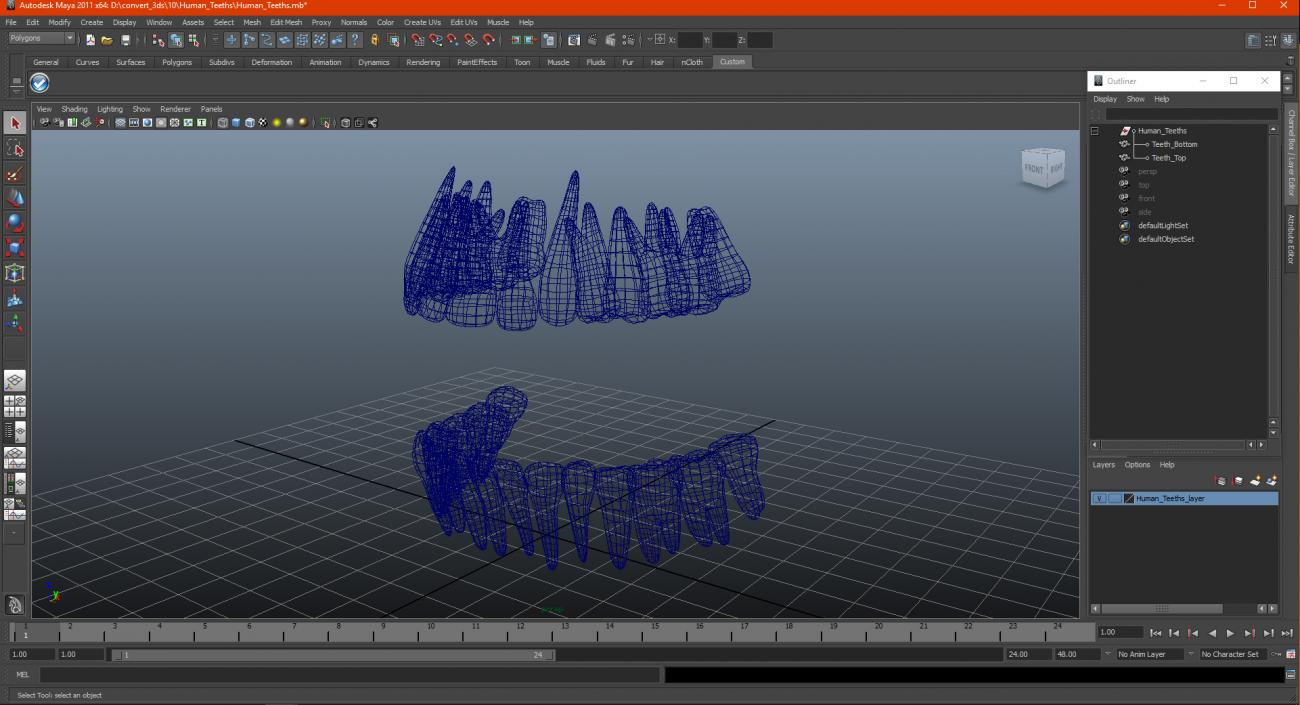 Human Teeths 3D