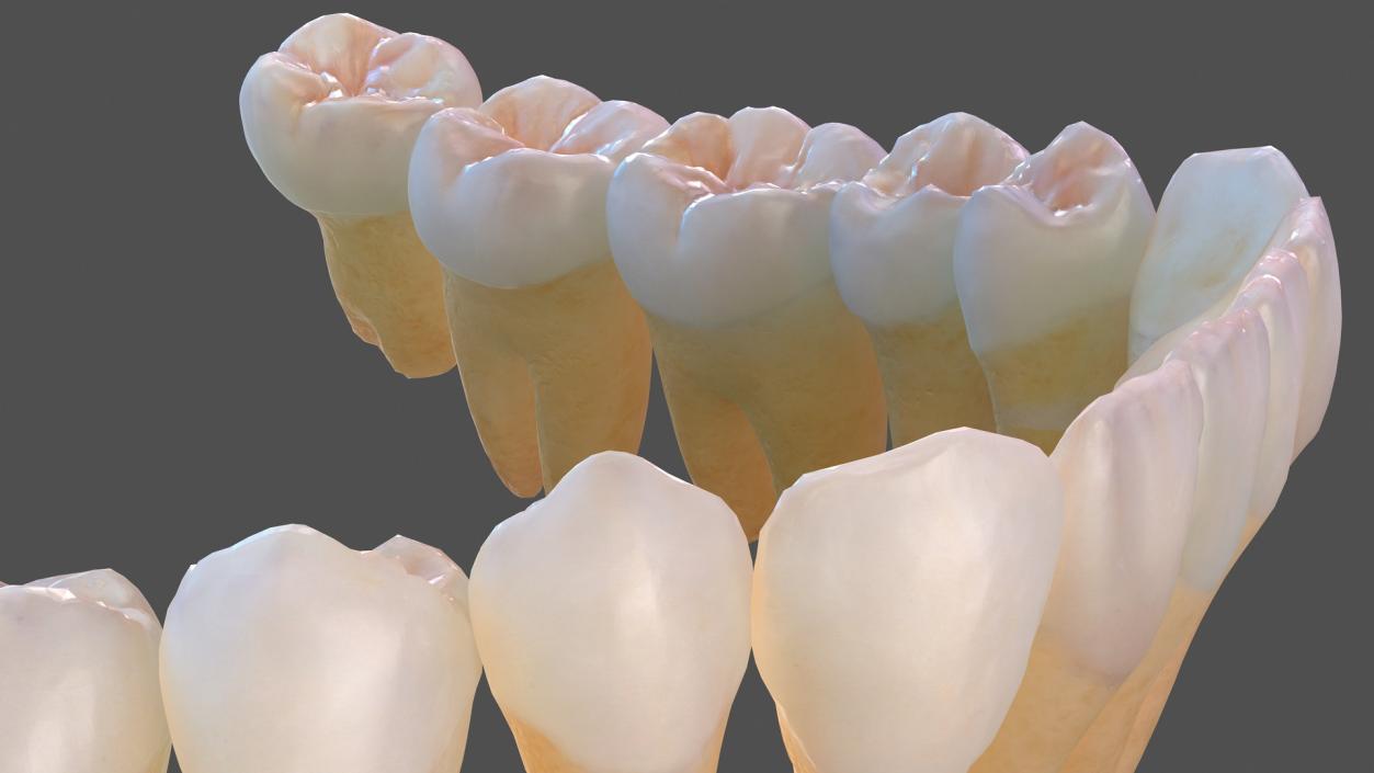 Human Teeths 3D